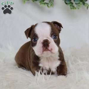 Buster, Boston Terrier Puppy